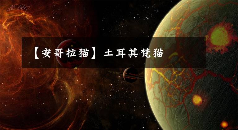 【安哥拉猫】土耳其梵猫