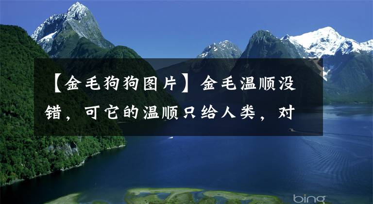 【金毛狗狗图片】金毛温顺没错，可它的温顺只给人类，对同类却毫不留情