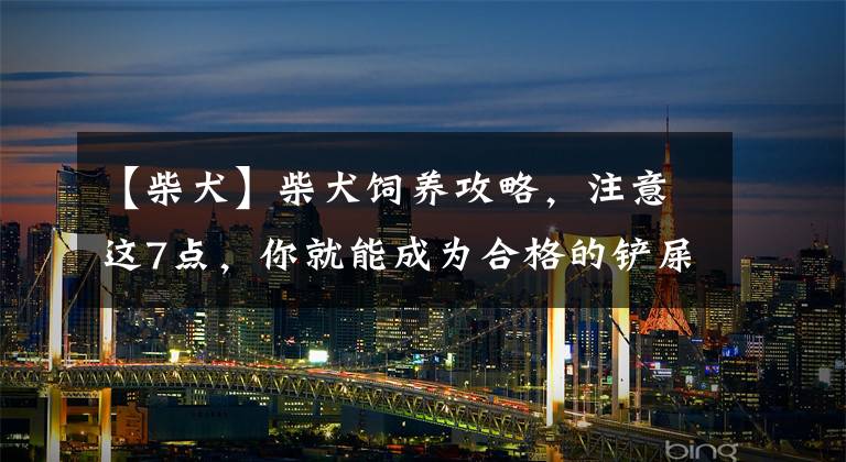 【柴犬】柴犬饲养攻略,注意这7点,你就能成为合格的铲屎官