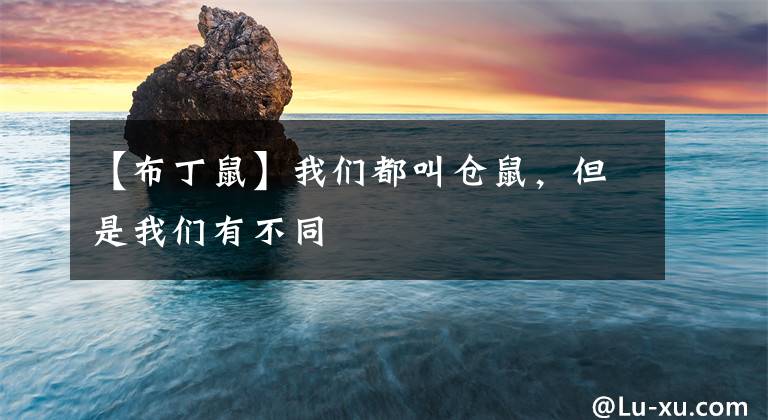 【布丁鼠】我们都叫仓鼠，但是我们有不同