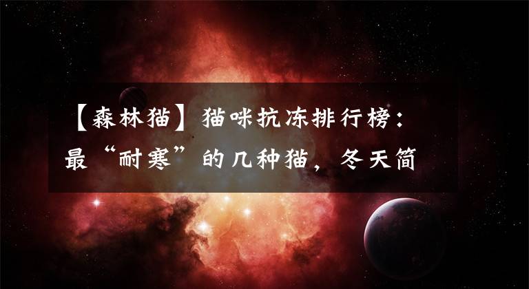 【森林猫】猫咪抗冻排行榜:最“耐寒”的几种猫,冬天简直是它们的“天堂”