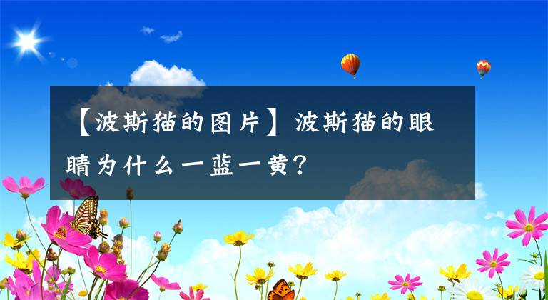【波斯猫的图片】波斯猫的眼睛为什么一蓝一黄？
