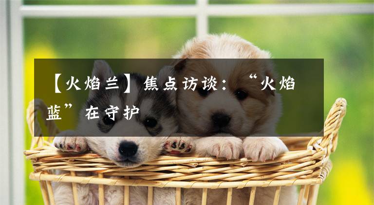 【火焰兰】焦点访谈：“火焰蓝”在守护