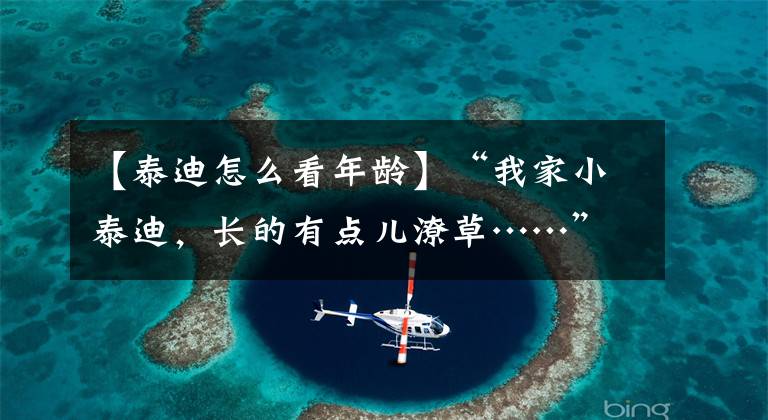 【泰迪怎么看年龄】“我家小泰迪,长的有点儿潦草……”