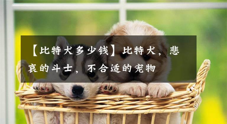 【比特犬多少钱】比特犬，悲哀的斗士，不合适的宠物