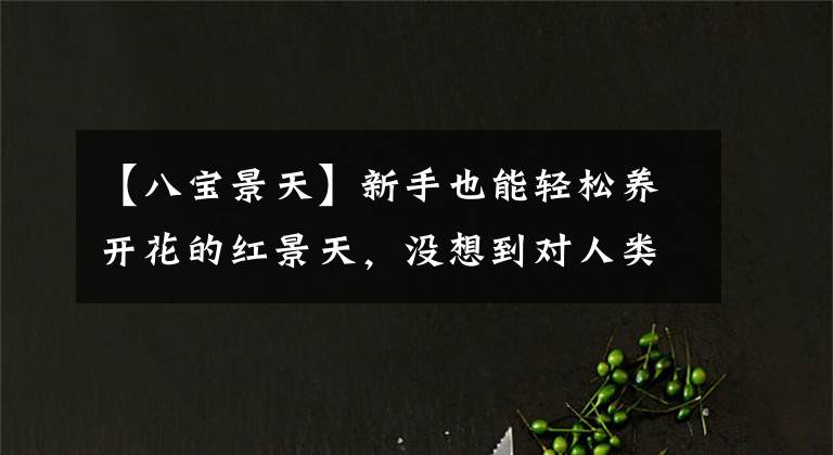 【八宝景天】新手也能轻松养开花的红景天,没想到对人类还有这9种益处
