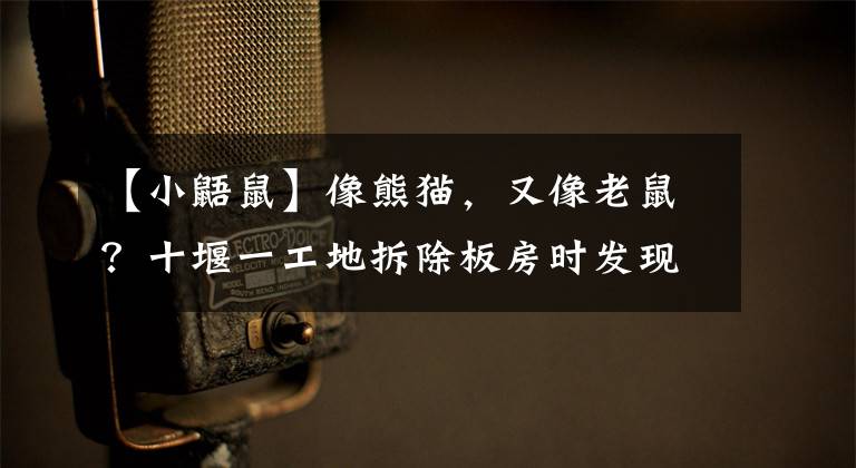 【小鼯鼠】像熊猫,又像老鼠?十堰一工地拆除板房时发现的,你认识吗