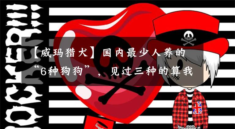 【威玛猎犬】国内最少人养的“6种狗狗”，见过三种的算我输