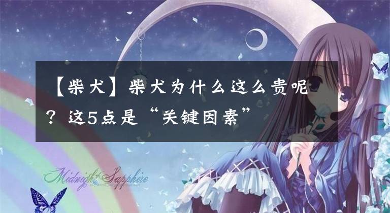 【柴犬】柴犬为什么这么贵呢?这5点是“关键因素”