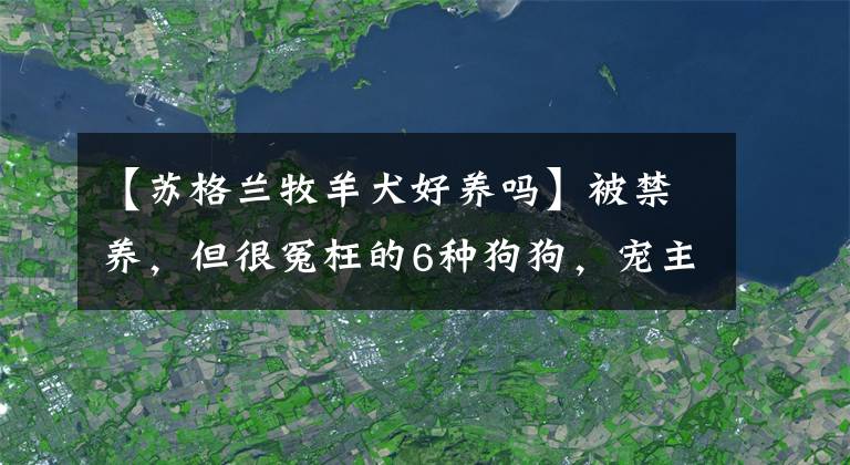 【苏格兰牧羊犬好养吗】被禁养,但很冤枉的6种狗狗,宠主:请不要再禁养了