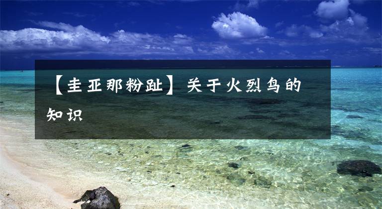 【圭亚那粉趾】关于火烈鸟的知识