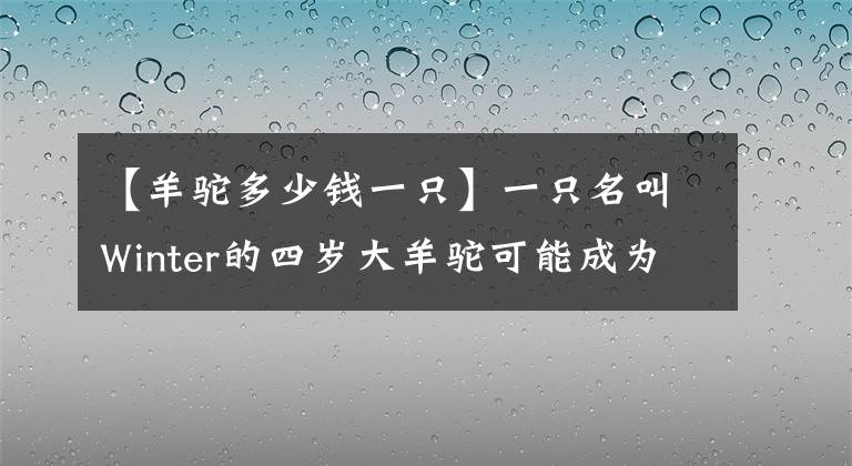 【羊驼多少钱一只】一只名叫Winter的四岁大羊驼可能成为治愈新冠肺炎的关键