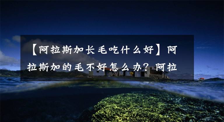 【阿拉斯加长毛吃什么好】阿拉斯加的毛不好怎么办?阿拉斯加吃什么毛色好?