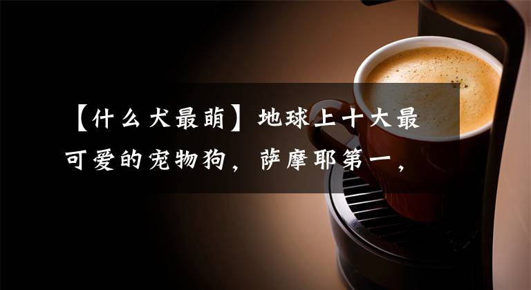 【什么犬最萌】地球上十大最可爱的宠物狗,萨摩耶第一,比熊第二,你喜欢哪个?