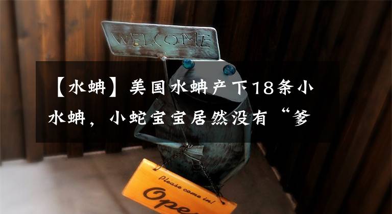 【水蚺】美国水蚺产下18条小水蚺，小蛇宝宝居然没有“爹”?