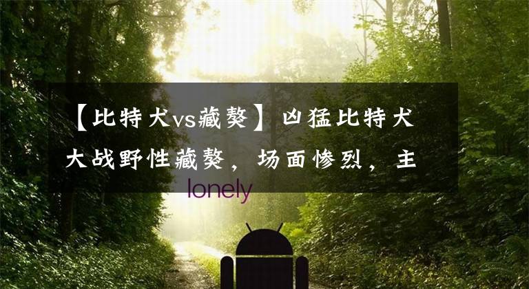 【比特犬vs藏獒】凶猛比特犬大战野性藏獒,场面惨烈,主人都拉不开!