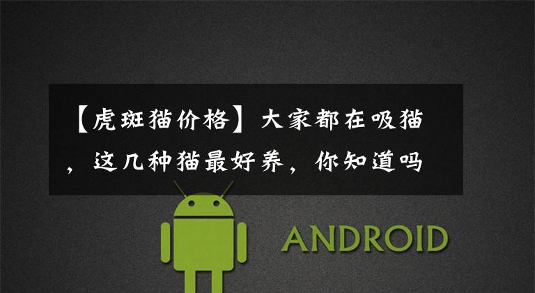 【虎斑猫价格】大家都在吸猫，这几种猫最好养，你知道吗？