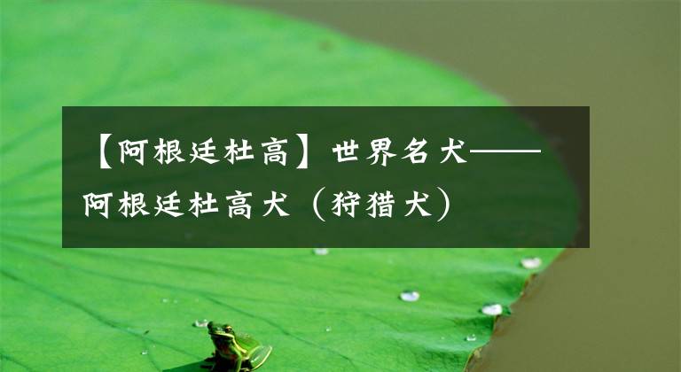 【阿根廷杜高】世界名犬——阿根廷杜高犬（狩猎犬）