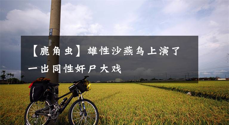 【鹿角虫】雄性沙燕鸟上演了一出同性奸尸大戏