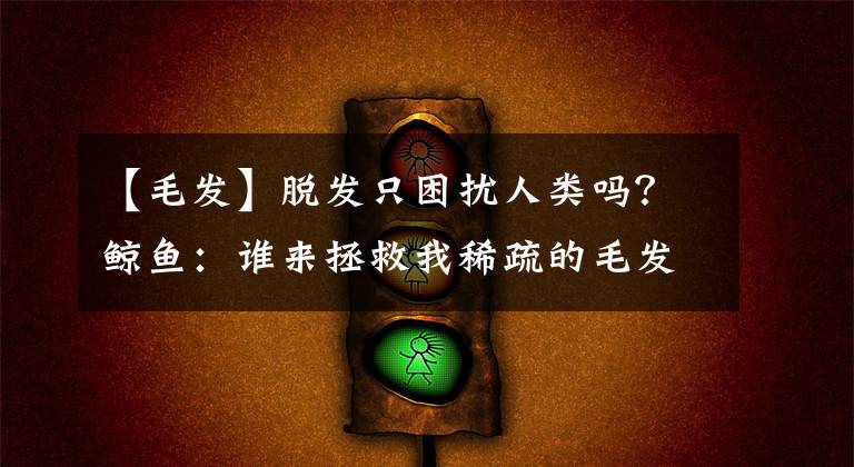 【毛发】脱发只困扰人类吗?鲸鱼:谁来拯救我稀疏的毛发?