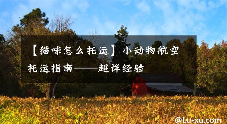 【猫咪怎么托运】小动物航空托运指南——超详经验