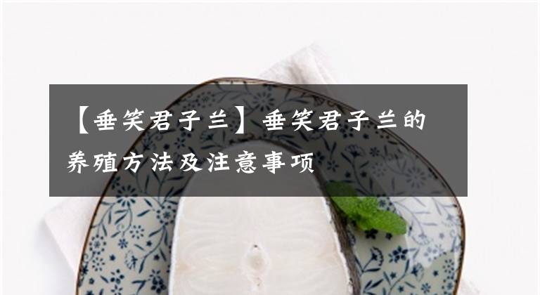 【垂笑君子兰】垂笑君子兰的养殖方法及注意事项