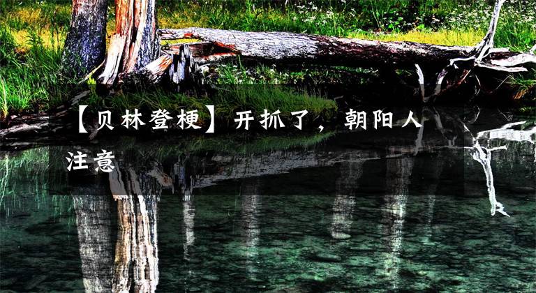 【贝林登梗】开抓了，朝阳人注意