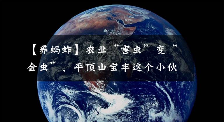 【养蚂蚱】农业“害虫”变“金虫”，平顶山宝丰这个小伙儿养蚂蚱年赚40万