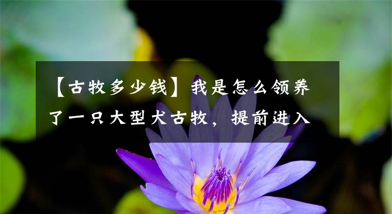 【古牧多少钱】我是怎么领养了一只大型犬古牧，提前进入了猫狗双全的人生