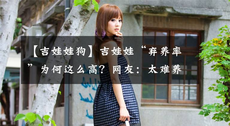 【吉娃娃狗】吉娃娃“弃养率”为何这么高?网友:太难养了