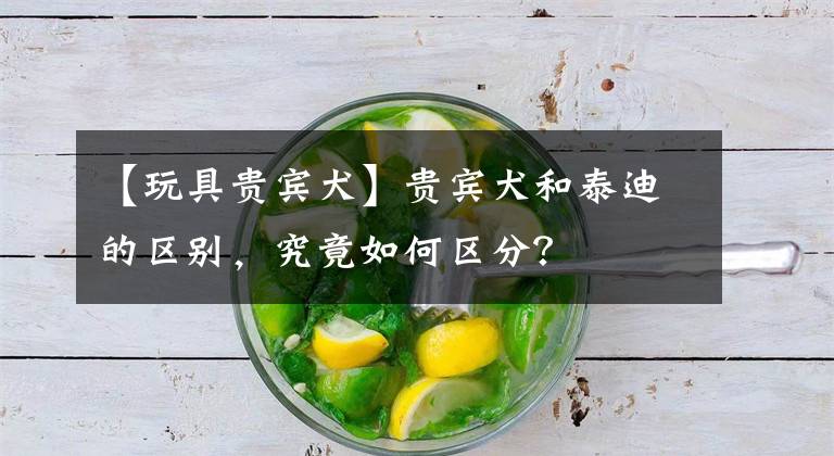 【玩具贵宾犬】贵宾犬和泰迪的区别，究竟如何区分？