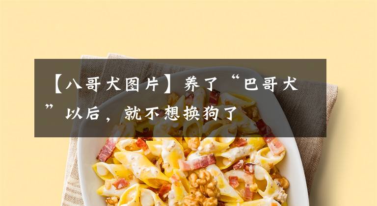 【八哥犬图片】养了“巴哥犬”以后，就不想换狗了