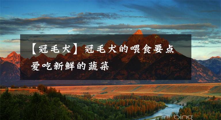 【冠毛犬】冠毛犬的喂食要点 爱吃新鲜的蔬菜