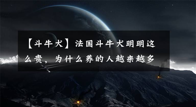 【斗牛犬】法国斗牛犬明明这么贵，为什么养的人越来越多？