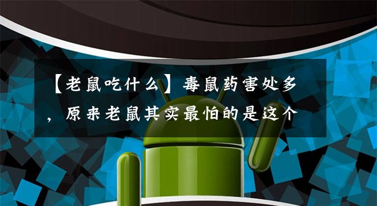 【老鼠吃什么】毒鼠药害处多，原来老鼠其实最怕的是这个，后悔知道的太晚了
