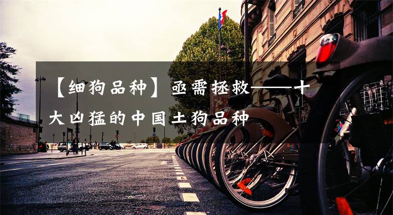 【细狗品种】亟需拯救——十大凶猛的中国土狗品种