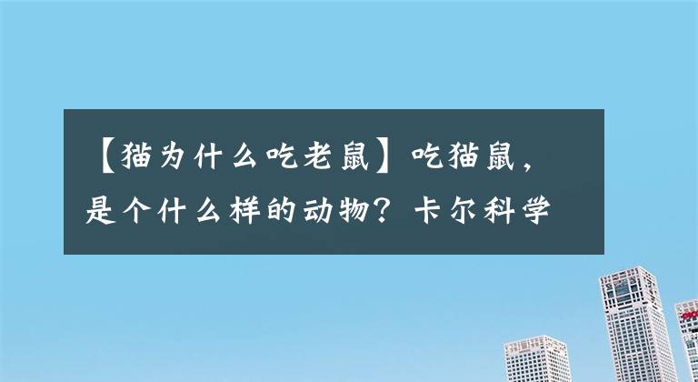 【猫为什么吃老鼠】吃猫鼠，是个什么样的动物？卡尔科学实验室第215期