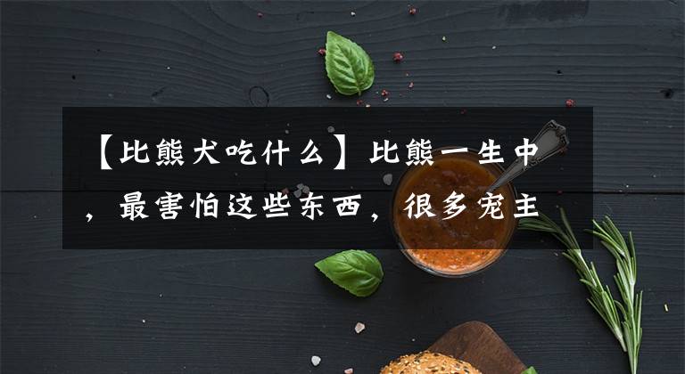 【比熊犬吃什么】比熊一生中，最害怕这些东西，很多宠主可能还不知道