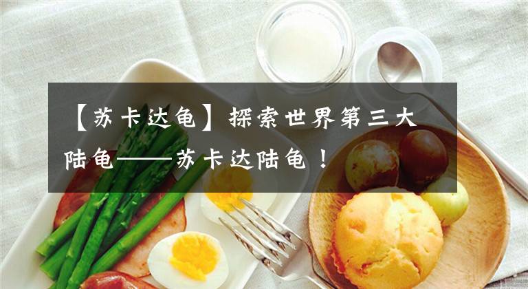 【苏卡达龟】探索世界第三大陆龟——苏卡达陆龟!