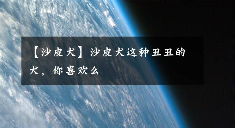【沙皮犬】沙皮犬这种丑丑的犬，你喜欢么