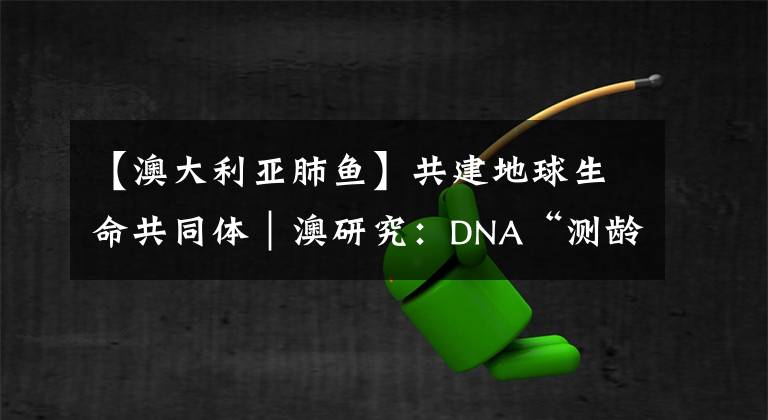 【澳大利亚肺鱼】共建地球生命共同体|澳研究:DNA“测龄”新技术有利于鱼类种群管理