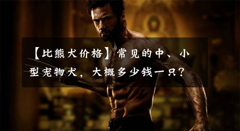 【比熊犬价格】常见的中、小型宠物犬，大概多少钱一只？