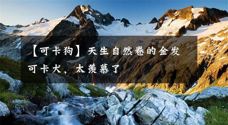 【可卡狗】天生自然卷的金发可卡犬,太羡慕了