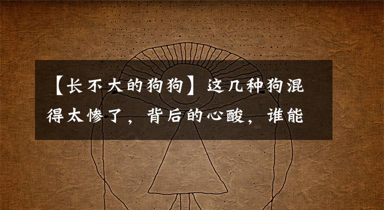 【长不大的狗狗】这几种狗混得太惨了，背后的心酸，谁能懂？