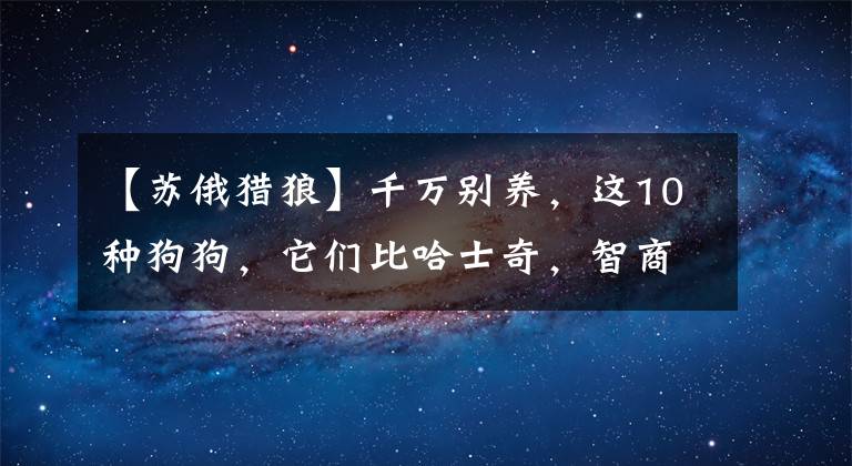 【苏俄猎狼】千万别养,这10种狗狗,它们比哈士奇,智商更低