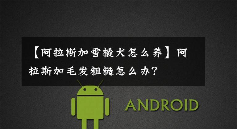 【阿拉斯加雪橇犬怎么养】阿拉斯加毛发粗糙怎么办?