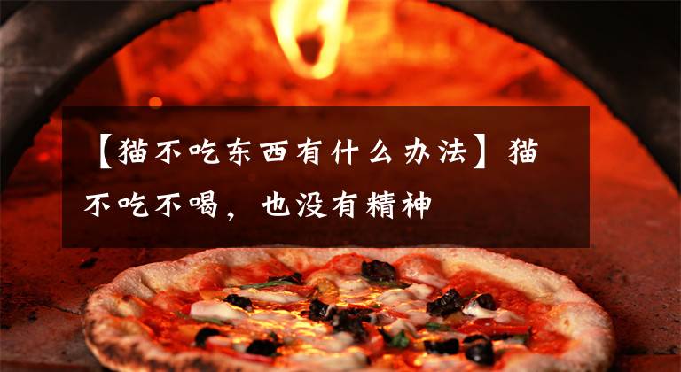 【猫不吃东西有什么办法】猫不吃不喝，也没有精神