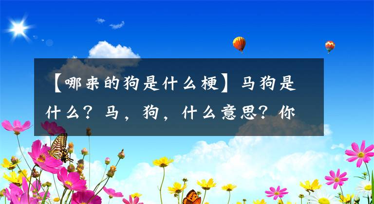 【哪来的狗是什么梗】马狗是什么?马,狗,什么意思?你从哪儿弄来的?