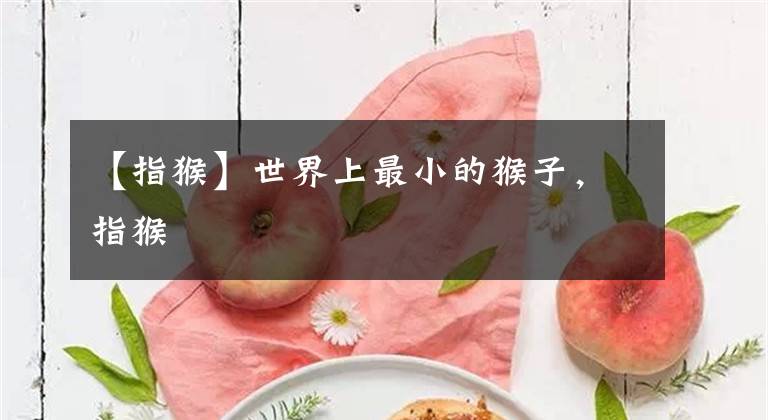 【指猴】世界上最小的猴子，指猴