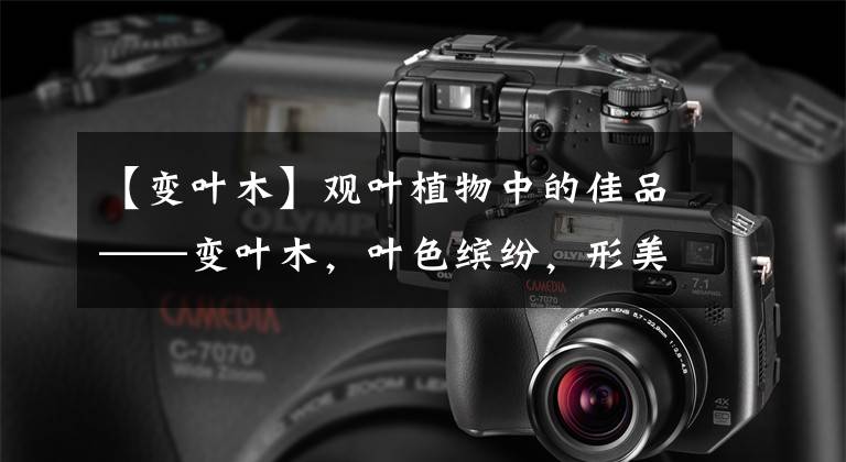 【变叶木】观叶植物中的佳品——变叶木,叶色缤纷,形美姿美,但可惜有毒!